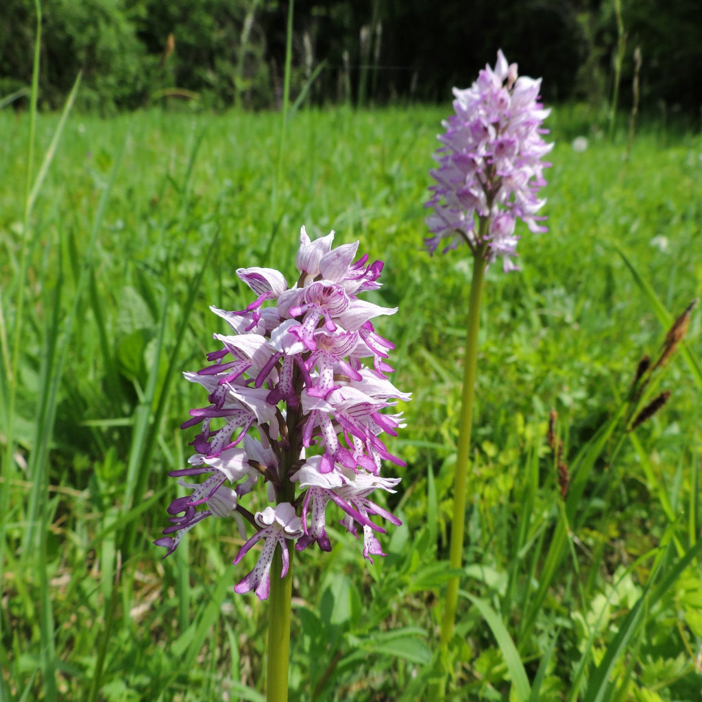 Orchids in our private nature reserve